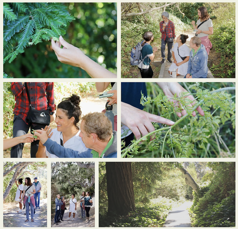 Herbal and Medicinal Walk